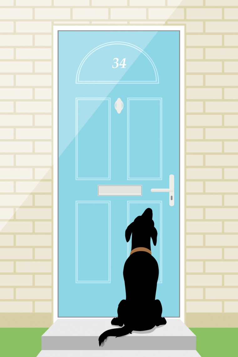 dogs and doorbells